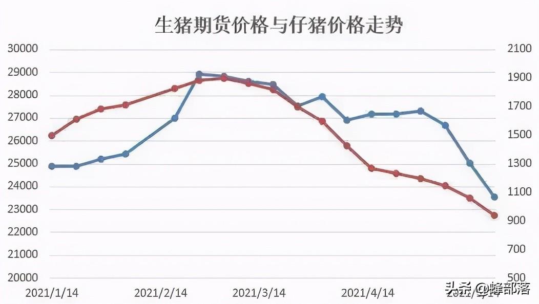 安化最新猪价动态分析